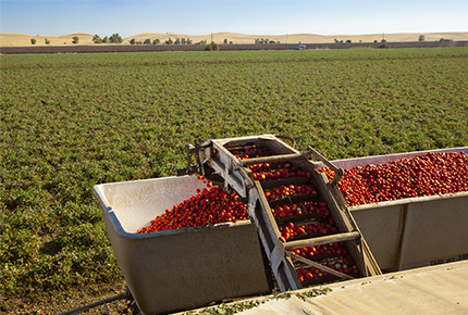 Cambiale Agraria: finanziamento per comprare le materie necessarie